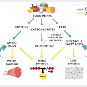 metabolism