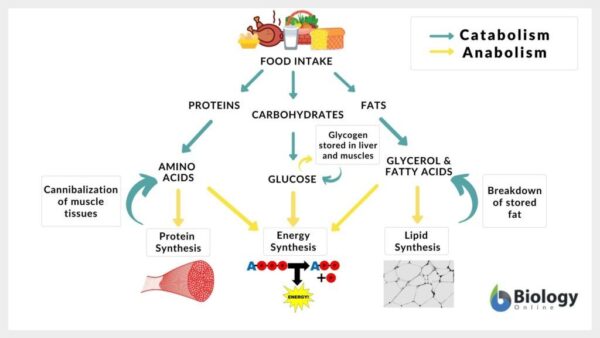 how-much-does-a-slow-metabolism-affect-weight-gain-sally-pattison