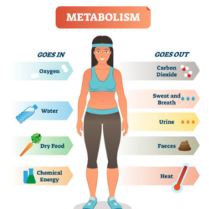 metabolism weight gain